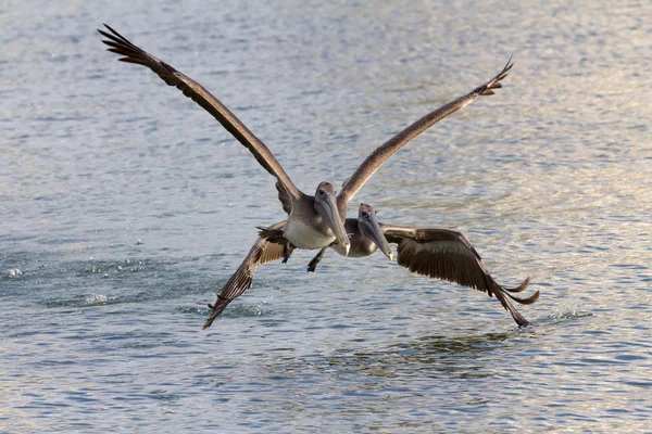 Kahverengi Pelikan iniş izni — Stok fotoğraf