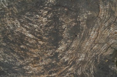 A Close up photograph captures the weathered, dark brown and tan concentric grain patterns of an old tree stump.