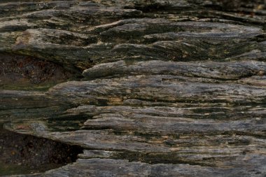 Derin oyuklara ve ince yosunlu renklere sahip yaşlı ve koyu ahşap tahıl manzarası.