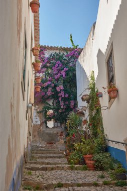 Beyaz duvarlar arasında bir kaldırım taşı sokak rüzgarı. Terracotta çömlekleri ve çiçekli bitkilerle süslenmiş. Mavi gökyüzüne doğru yükselen canlı bir bougainvillea ile doruğa ulaşıyor.. 