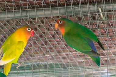 İki renkli Fischer 'ın muhabbet kuşları, biri yeşil, biri sarı, çevrelerindeki metal örgüye sıkıca tutunurken ilginç bir şekilde etkileşiyorlar..