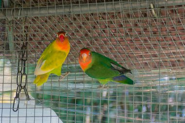 İki renkli Fischer 'ın muhabbet kuşları, biri yeşil, biri sarı, çevrelerindeki metal örgüye sıkıca tutunurken ilginç bir şekilde etkileşiyorlar..