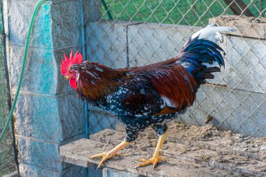 Benekli tüylü ve kırmızı boyunlu enerjik bir horoz, geleneksel bir çiftlik ortamında sağlık ve canlılık imajı çiziyor. Bu kompozisyon, onun parlak kırmızı armasının ve sarı bacağının detaylarını anlamanızı sağlar.