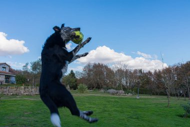 Benekli bir melez köpek, yeşil bir çayıra karşı çevikliğini ve canlılığını sergileyen yıpranmış sarı bir topu yakalamak için nefes kesici bir akrobatik atlama yapar. Ağaçların doğal arkaplanı ve mavi gökyüzü