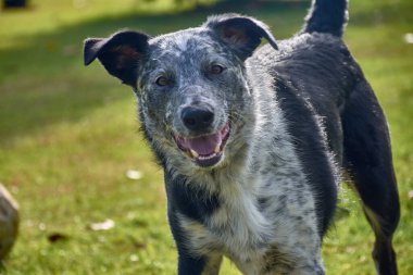 Gri ve siyah tonlarında kendine özgü benekli paltosu olan melez bir köpek, ağzı açık kameraya bakarken bulaşıcı bir neşe saçıyor. Ön plan onun dostça ve hayati ifadesini vurguluyor.