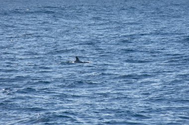 Koyu renk sırtlar ve kavisli sırt yüzgeçleri, derin mavi Atlantik 'in yüzeyini ritmik olarak kırarak doğal ortamlarında kısa yüzgeçli pilot balina sürüsünü ortaya çıkarır. Bileşim, deniz yaşamının doğal ortamındaki huzur ve güzelliğini yansıtıyor.