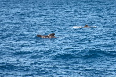 Koyu renk sırtlar ve kavisli sırt yüzgeçleri, derin mavi Atlantik 'in yüzeyini ritmik olarak kırarak doğal ortamlarında kısa yüzgeçli pilot balina sürüsünü ortaya çıkarır. Bileşim, deniz yaşamının doğal ortamındaki huzur ve güzelliğini yansıtıyor.