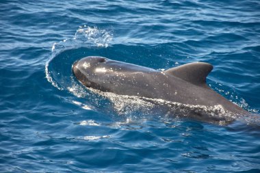 Koyu renk sırtlar ve kavisli sırt yüzgeçleri, derin mavi Atlantik 'in yüzeyini ritmik olarak kırarak doğal ortamlarında kısa yüzgeçli pilot balina sürüsünü ortaya çıkarır. Bileşim, deniz yaşamının doğal ortamındaki huzur ve güzelliğini yansıtıyor.