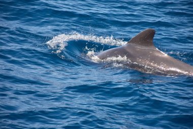 Koyu renk sırtlar ve kavisli sırt yüzgeçleri, derin mavi Atlantik 'in yüzeyini ritmik olarak kırarak doğal ortamlarında kısa yüzgeçli pilot balina sürüsünü ortaya çıkarır. Bileşim, deniz yaşamının doğal ortamındaki huzur ve güzelliğini yansıtıyor.