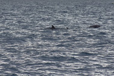 Şişe burunlu yunuslar, Tenerife 'nin mavi sularından, yoğun Kanarya Adaları' nın güneş ışığı altında parlayan sıçramalar yaratarak, agilly olarak ortaya çıkarlar. Dinamik bileşim, bu deniz memelilerinin enerjisini ve özgürlüğünü yakalar.