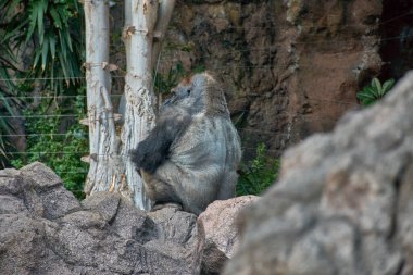 Etkileyici bir gümüş sırtlı goril, Tenerife 'nin Puerto de la Cruz kentindeki Loro Park' taki bir kaya oluşumunda sırtı kameraya dönük şekilde oturur. Bileşim, primatın heybetli figürünün altını çizmek için nötr tonlar ve doğal yeşillikler kullanır.