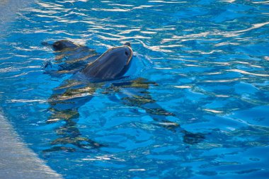 Şişeburunlu yunusun dostane yüzü, Tenerife 'deki Loro Parque akvaryumunun berrak mavi suyundan nazikçe ortaya çıkar. Yakın plan kompozisyonu, cildinin nemli dokusunu ve zeki bakışlarını vurgular.