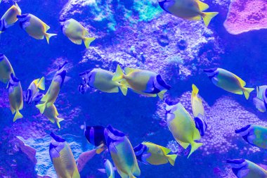 Yoğun bir gümüş balık sürüsü matematiksel ahenkle Tenerife 'deki Loro Parque akvaryumunun derin mavi sularında ilerler. Ölçeklerindeki ışığın yansıması parıldayan ışıkların dinamik bir modelini oluşturur.