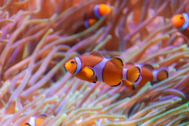 Canlı bir palyaço balığı, Tenerife 'deki Loro Parque Akvaryumu' ndaki koruyucu şakayıklarının dalgalı dokunaçlarının arasına sığınır. Kompozisyon, balığın portakalı ile mercanın yumuşak tonları arasındaki çarpıcı kontrastı vurgular.