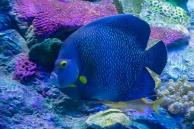 Zarif bir Fransız melek balığı, Tenerife 'deki Loro Parque akvaryumunda floresan mercanlardan oluşan bir duvarın önünden sakince süzülüyor. Gözünün etrafındaki parlak sarı halka ile beyaz benekli koyu bedeni arasındaki zıtlık dengeli bir denge yaratır.