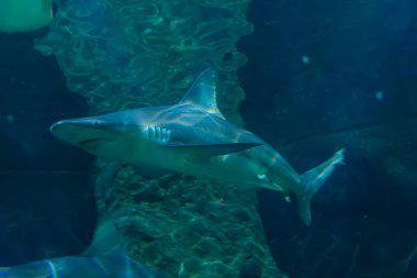 Heybetli köpekbalığı, Tenerife Loro Parque 'da derisinin gümüşi tonlarını arttıran yukarıdaki sualtı tünelinde ziyaretçilerin üzerinde zarifçe süzülüyor. Düşük açılı çekim, avcının görkemini koyu mavi renge karşı vurgular.