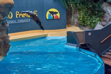 Tenerife, İspanya, 12 Ocak 2026, Islak, Işıl ışıl deniz aslanları, Loro Parque, Tenerife 'deki su sporları sahasında antrenörlerinin yanında kusursuz atlayışlar ve komutlar gerçekleştirirler. Açık kompozisyon, suyun derin mavisi arasındaki kontrastı vurgular.