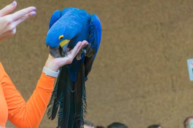 Tenerife, İspanya, 12 Ocak 2026 profesyonel bir antrenör Tenerife Loro Parque, Tenerife 'deki konferans salonunda canlı bir eğitim sunumu sırasında gökkuşağı tüylü papağanların uçuşuna rehberlik eder..