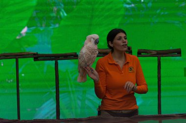 Tenerife, İspanya, 12 Ocak 2026 profesyonel bir antrenör Tenerife Loro Parque, Tenerife 'deki konferans salonunda canlı bir eğitim sunumu sırasında gökkuşağı tüylü papağanların uçuşuna rehberlik eder..