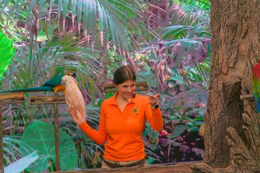 Tenerife, İspanya, 12 Ocak 2026 profesyonel bir antrenör Tenerife Loro Parque, Tenerife 'deki konferans salonunda canlı bir eğitim sunumu sırasında gökkuşağı tüylü papağanların uçuşuna rehberlik eder..