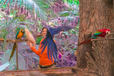 Tenerife, İspanya, 12 Ocak 2026 profesyonel bir antrenör Tenerife Loro Parque, Tenerife 'deki konferans salonunda canlı bir eğitim sunumu sırasında gökkuşağı tüylü papağanların uçuşuna rehberlik eder..