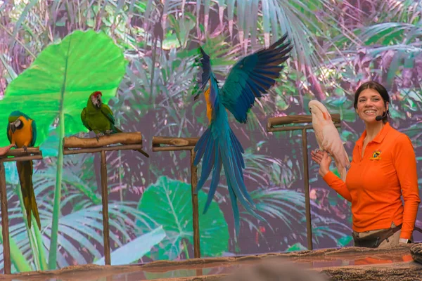 Tenerife, İspanya, 12 Ocak 2026 profesyonel bir antrenör Tenerife Loro Parque, Tenerife 'deki konferans salonunda canlı bir eğitim sunumu sırasında gökkuşağı tüylü papağanların uçuşuna rehberlik eder..