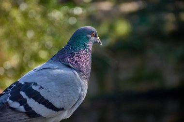 Yakın plan, detaylı bir portre profilde bir şehir güvercini yakalıyor, doğal bir ortamda huzur içinde dinleniyor. Görüntü, gri tüylerinin dokusunu ve boynundaki parlak, yanardöner yeşil ve mor tonlarını vurgular.