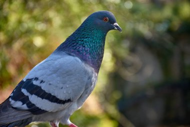 Yakın plan, detaylı bir portre profilde bir şehir güvercini yakalıyor, doğal bir ortamda huzur içinde dinleniyor. Görüntü, gri tüylerinin dokusunu ve boynundaki parlak, yanardöner yeşil ve mor tonlarını vurgular.