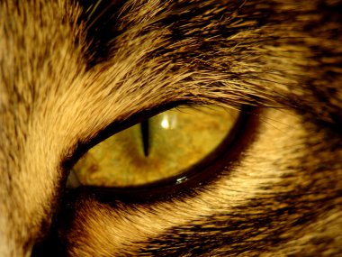 Bir kedinin yırtıcı görünüşü