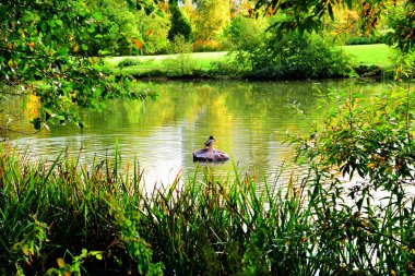 Sonbahar Peyzaj Arkaplanı. Göl kenarındaki sonbahar parkı.