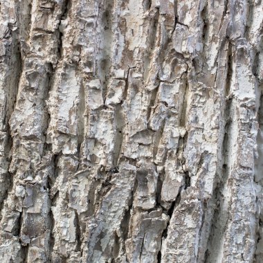 Eski Ağaç Yapısı Arkaplan Şablonu