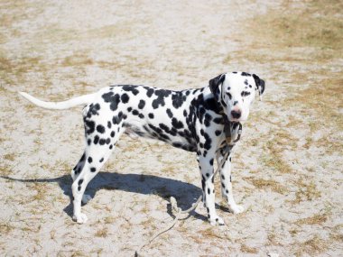 Gün boyunca av köpeği