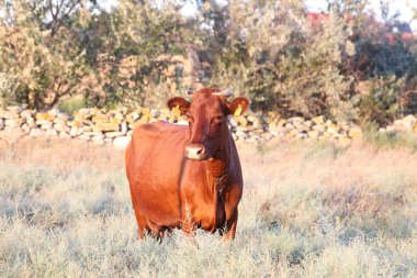 Kahverengi inek akşam çimenlerin üzerinde otlatma