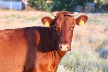 Kahverengi inek akşam çimenlerin üzerinde otlatma
