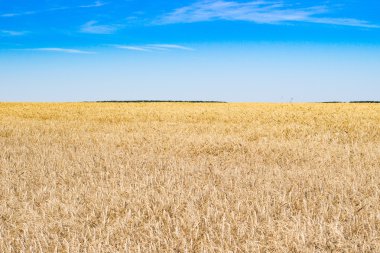 Buğday alan ve gökyüzü yaz