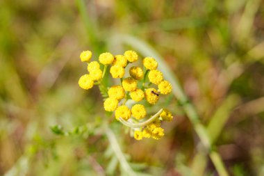bitki solucan otu yakın çekim alanına