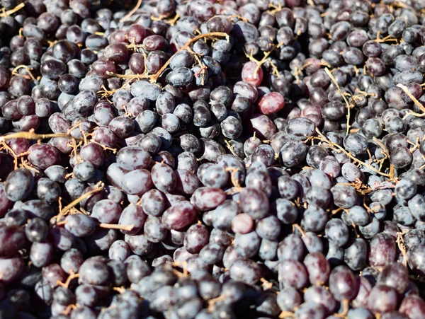 Lots of black grapes in the summer — Stock Photo, Image