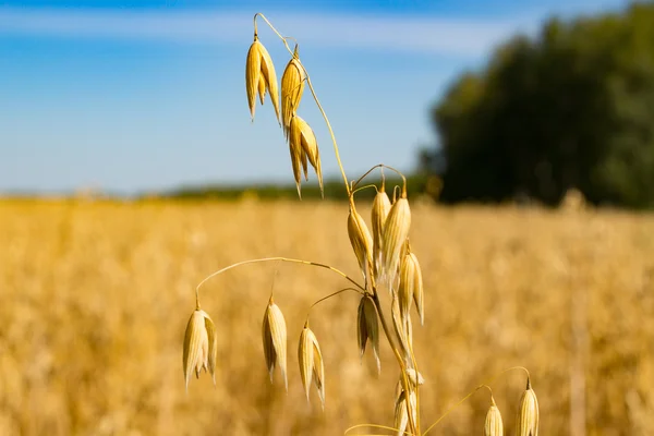 Oren van maïs in een veld en de hemel Rechtenvrije Stockfoto's