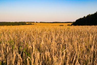Buğday alan ufuk ve orman