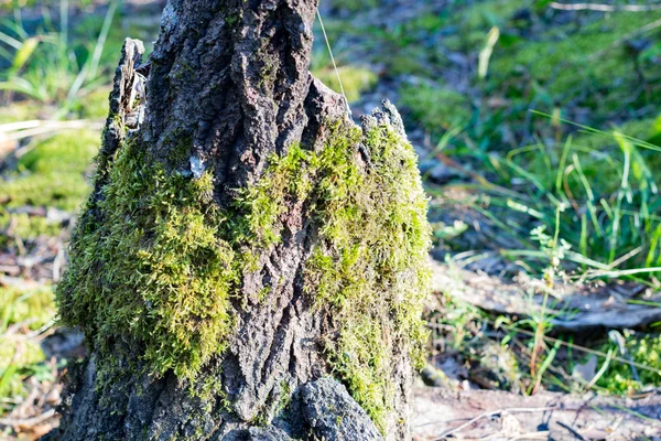 Muschio su un ceppo nella foresta — Foto Stock