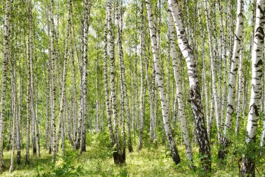 Birçok huş ağaçları orman