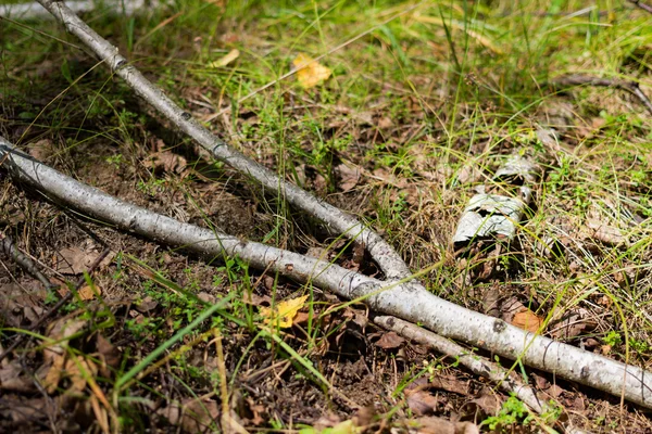 Březové větve leží v lese — Stock fotografie