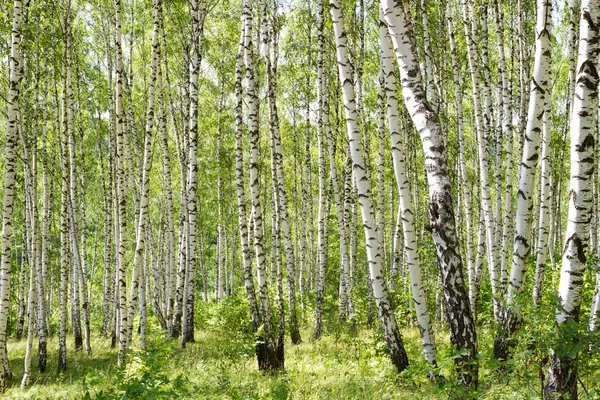 Birçok huş ağaçları orman