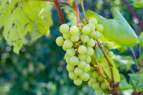 Bando de uvas verdes close-up — Fotografia de Stock