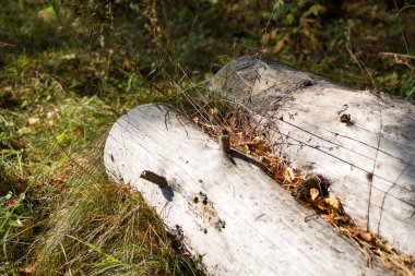 Güneşin ormandaki iki günlükleri