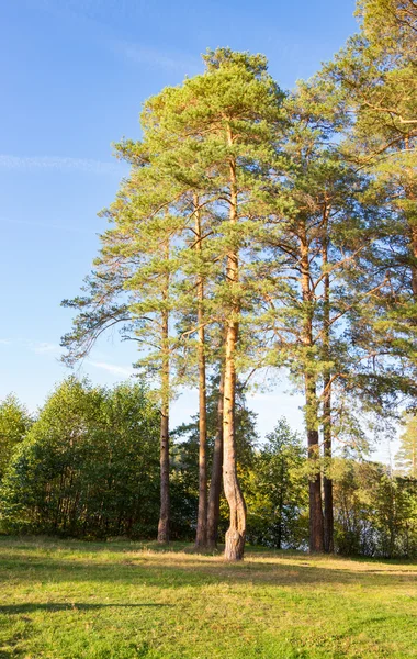 Pin au bord de la forêt — Photo