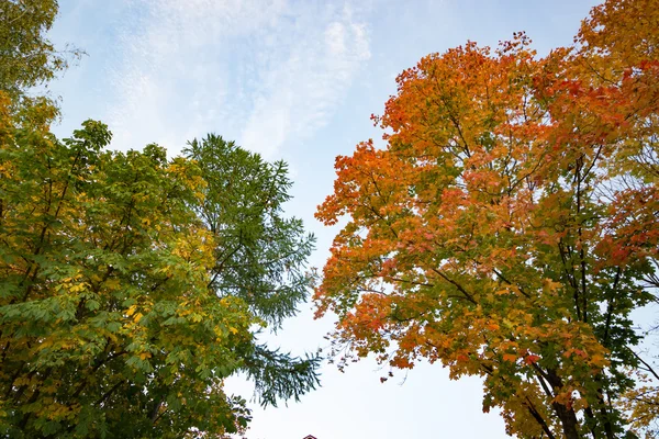 Arbres d'automne contre le ciel — Photo