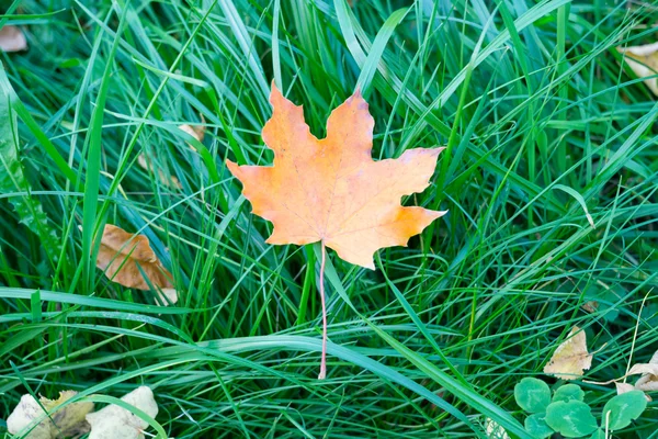 Gele maple leaf op het groene gras — Stockfoto