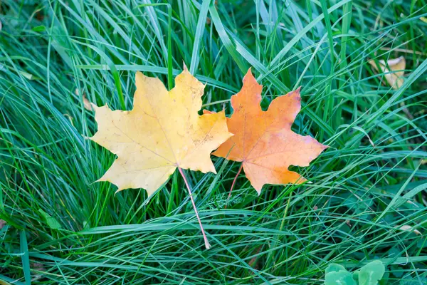 Dos hojas de arce amarillo en la hierba verde — Foto de Stock