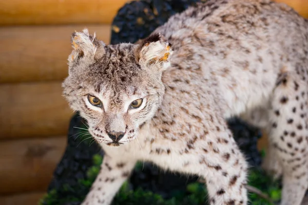 Stuffed lynx. Wild animal, cat